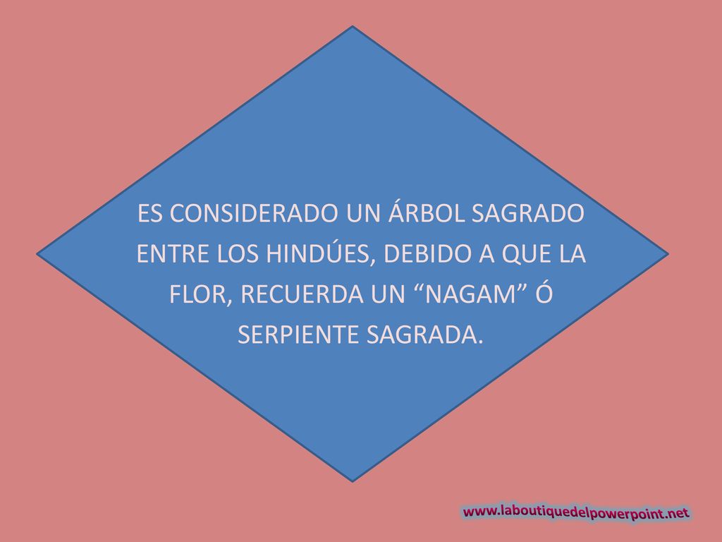 ES CONSIDERADO UN ÁRBOL SAGRADO ENTRE LOS HINDÚES, DEBIDO A QUE LA FLOR, RECUERDA UN NAGAM Ó SERPIENTE SAGRADA.