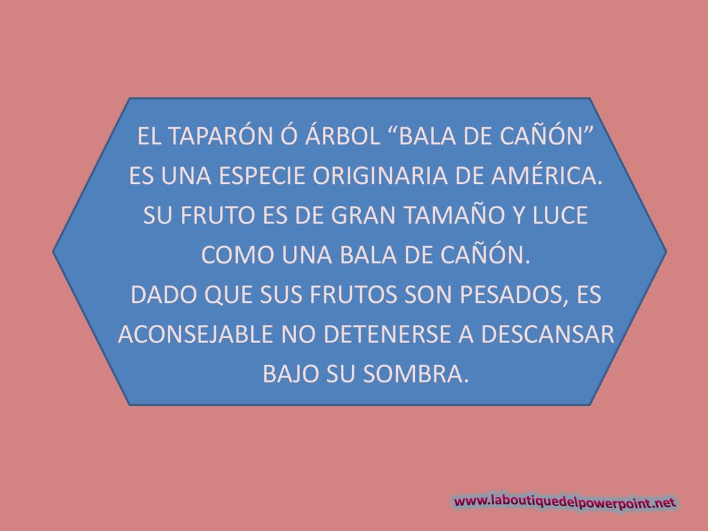 EL TAPARÓN Ó ÁRBOL BALA DE CAÑÓN ES UNA ESPECIE ORIGINARIA DE AMÉRICA.