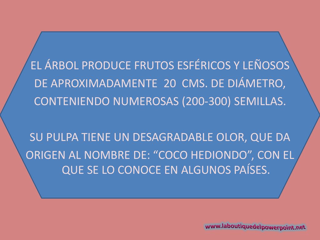 EL ÁRBOL PRODUCE FRUTOS ESFÉRICOS Y LEÑOSOS DE APROXIMADAMENTE 20 CMS