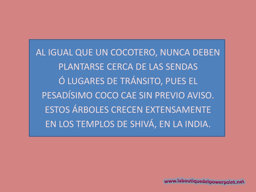 AL IGUAL QUE UN COCOTERO, NUNCA DEBEN PLANTARSE CERCA DE LAS SENDAS Ó LUGARES DE TRÁNSITO, PUES EL PESADÍSIMO COCO CAE SIN PREVIO AVISO.