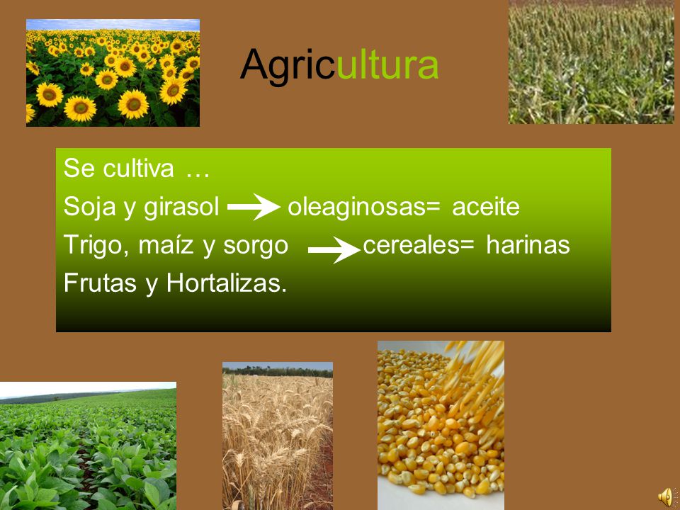 Agricultura Se cultiva … Soja y girasol oleaginosas= aceite