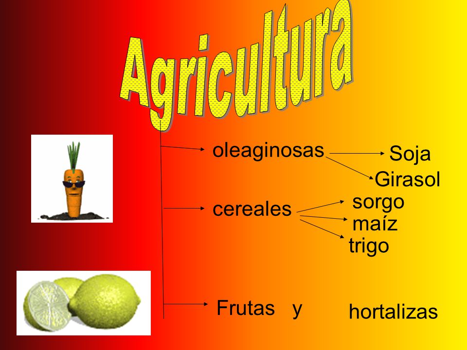 Agricultura oleaginosas Soja Girasol sorgo cereales maíz trigo