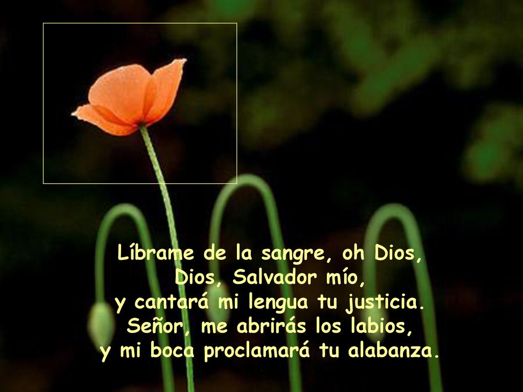 Líbrame de la sangre, oh Dios, Dios, Salvador mío, y cantará mi lengua tu justicia.