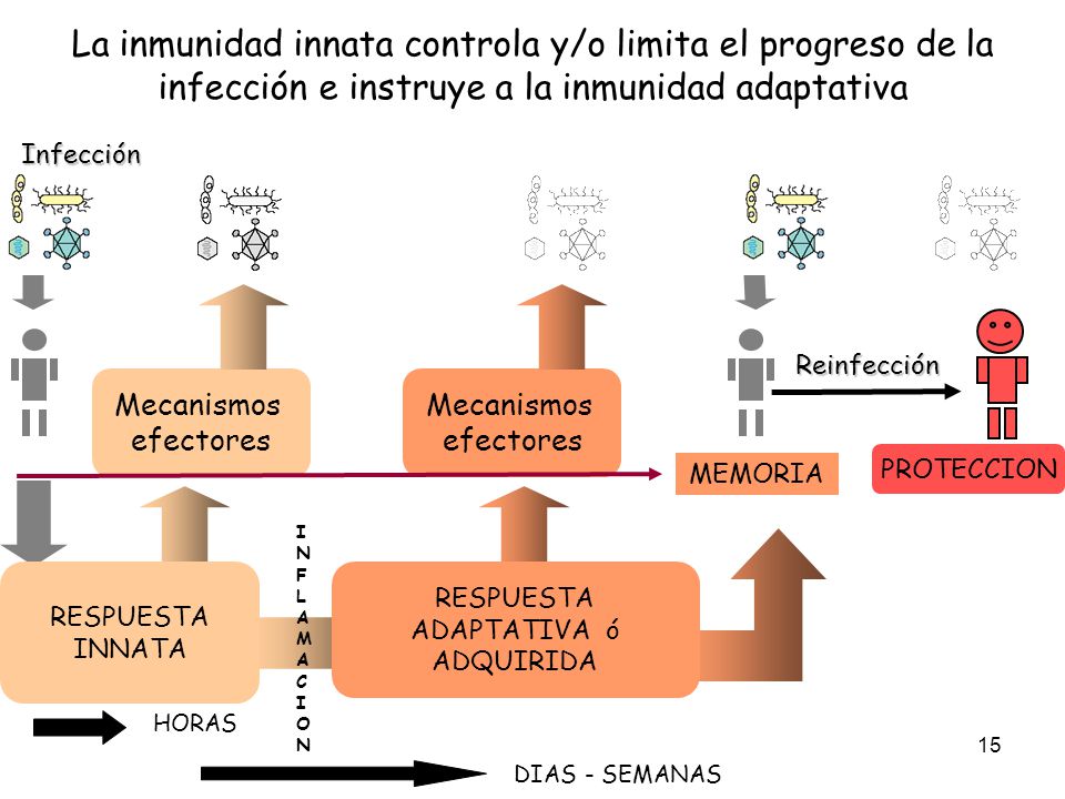 La inmunidad innata controla y/o limita el progreso de la infección e instruye a la inmunidad adaptativa