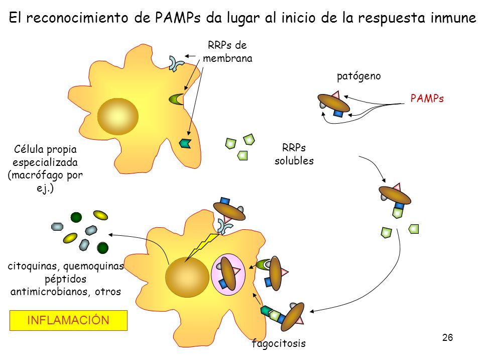 El reconocimiento de PAMPs da lugar al inicio de la respuesta inmune