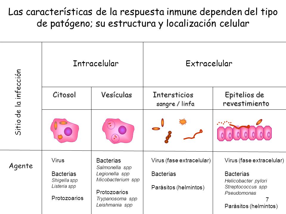 Las características de la respuesta inmune dependen del tipo de patógeno; su estructura y localización celular