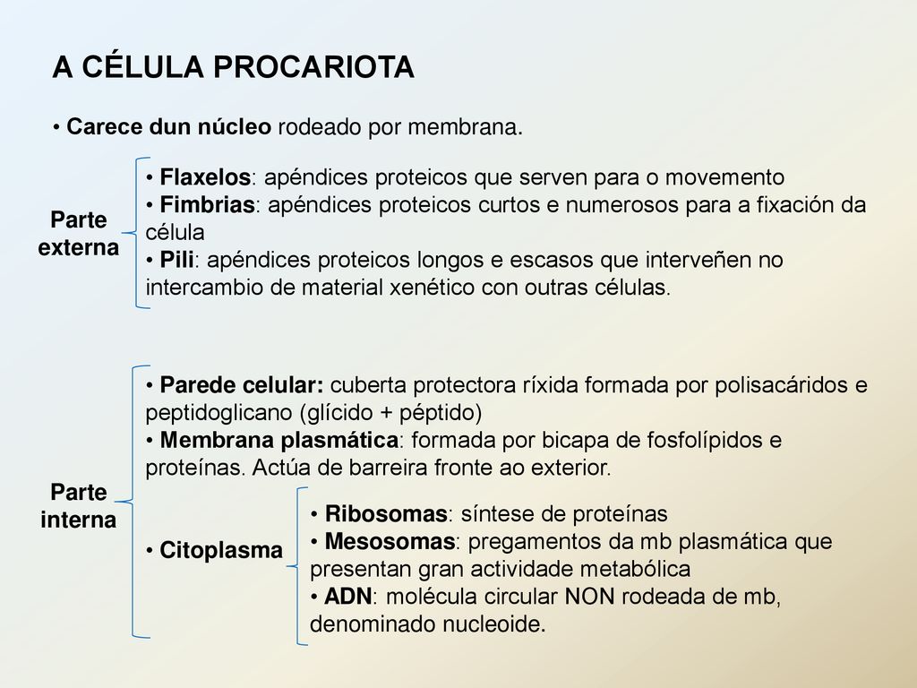A CÉLULA PROCARIOTA Carece dun núcleo rodeado por membrana.