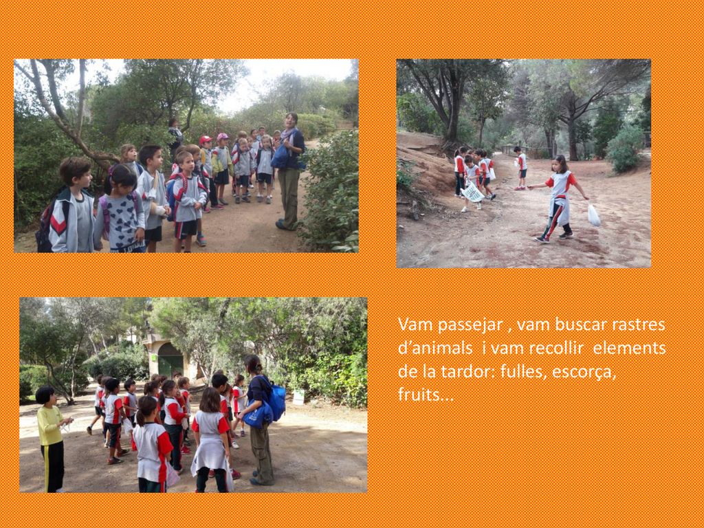 Vam passejar , vam buscar rastres d’animals i vam recollir elements de la tardor: fulles, escorça, fruits...