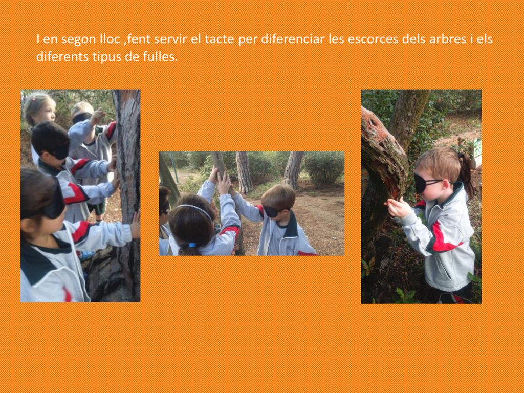 I en segon lloc ,fent servir el tacte per diferenciar les escorces dels arbres i els diferents tipus de fulles.