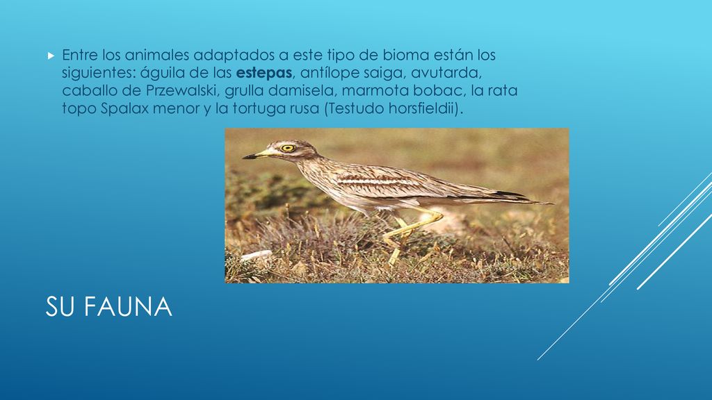Entre los animales adaptados a este tipo de bioma están los siguientes: águila de las estepas, antílope saiga, avutarda, caballo de Przewalski, grulla damisela, marmota bobac, la rata topo Spalax menor y la tortuga rusa (Testudo horsfieldii).