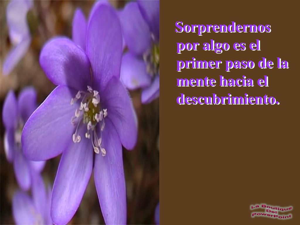 Sorprendernos por algo es el primer paso de la mente hacia el descubrimiento.