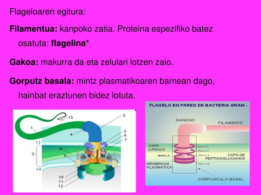 Flageloaren egitura: Filamentua: kanpoko zatia. Proteina espezifiko batez osatuta: flagelina* Gakoa: makurra da eta zelulari lotzen zaio.