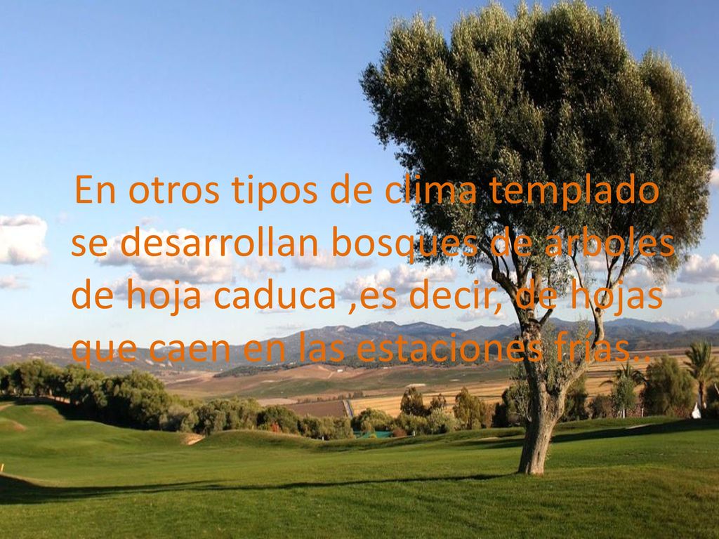 En otros tipos de clima templado se desarrollan bosques de árboles de hoja caduca ,es decir, de hojas que caen en las estaciones frías..