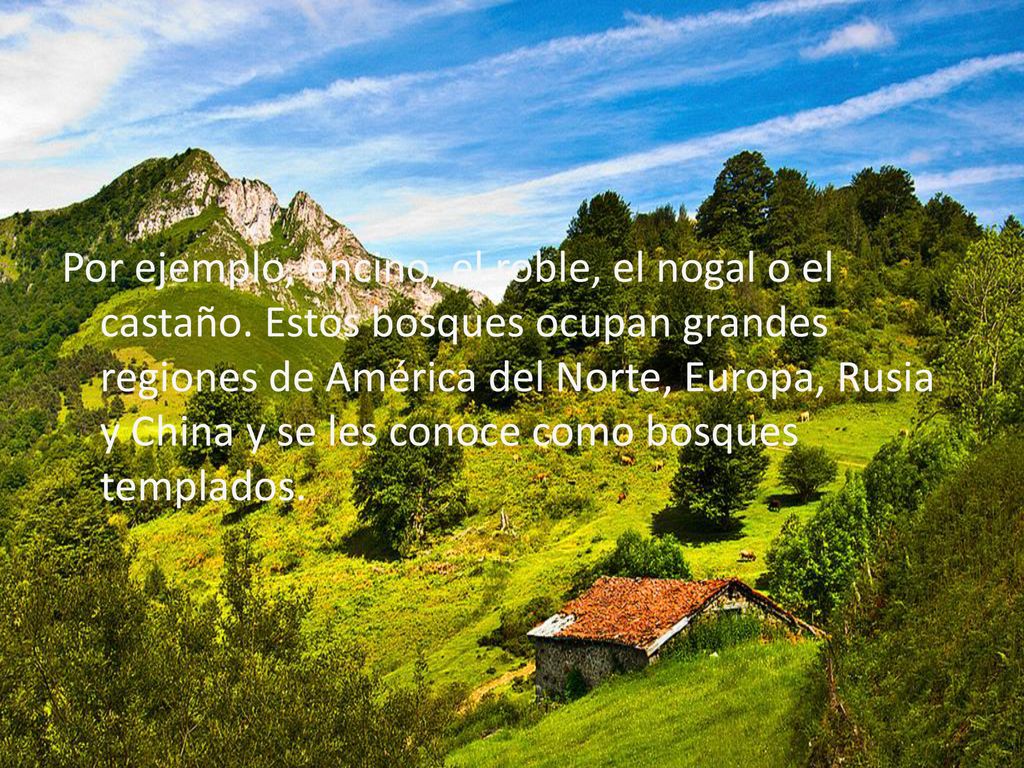 Por ejemplo, encino, el roble, el nogal o el castaño