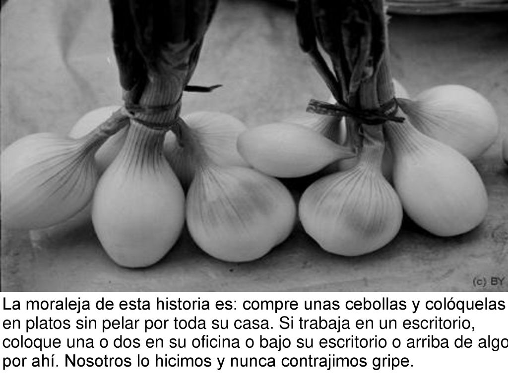 La moraleja de esta historia es: compre unas cebollas y colóquelas en platos sin pelar por toda su casa.