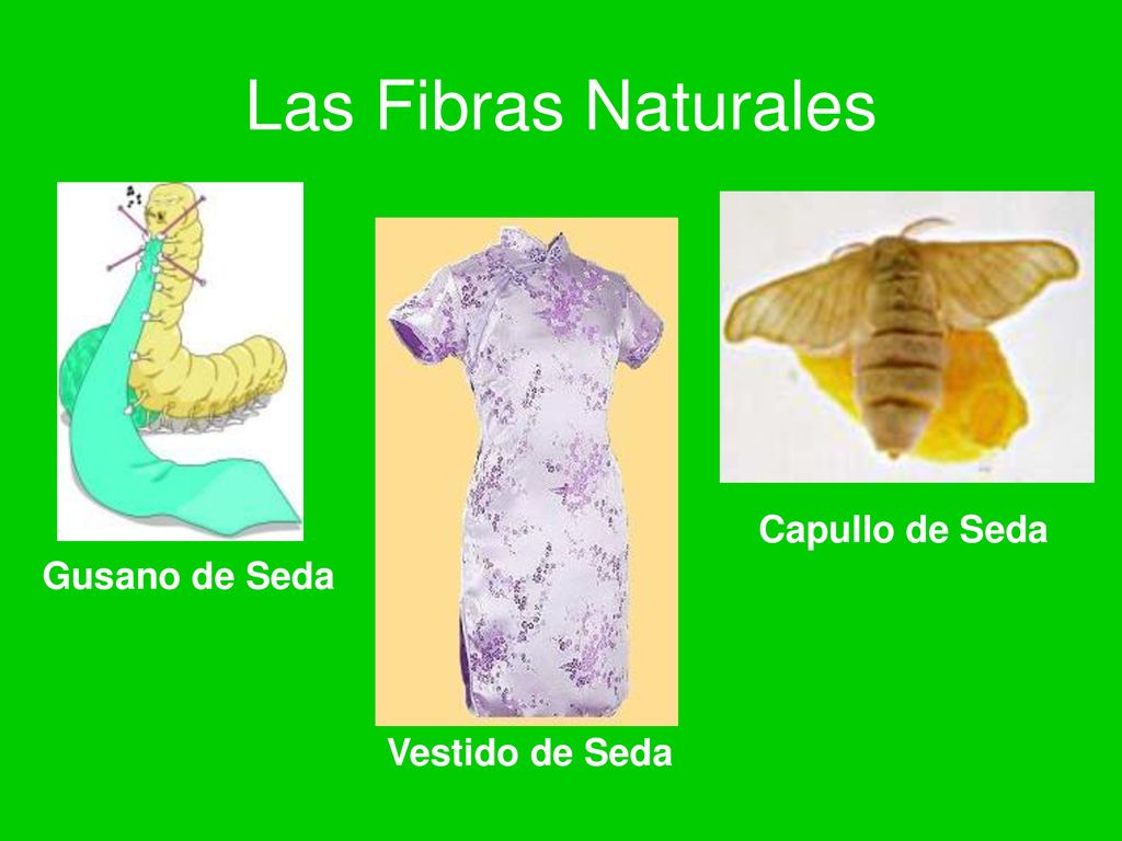 Las Fibras Naturales Capullo de Seda Gusano de Seda Vestido de Seda