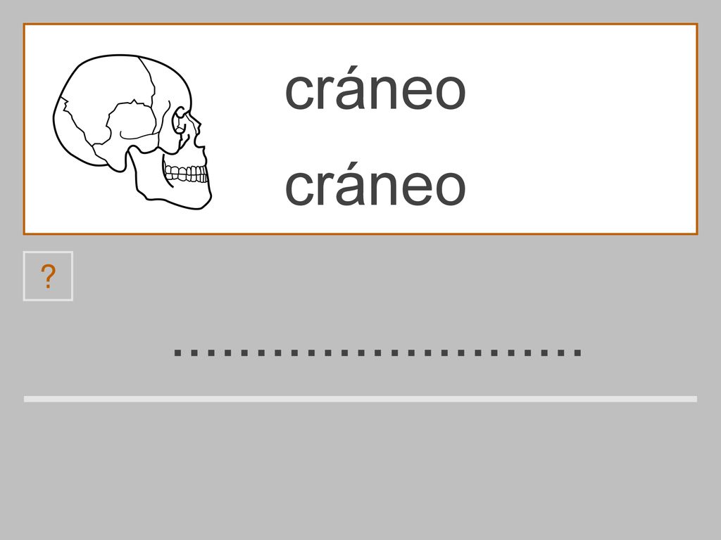 cráneo cráneo o c a r á n m e