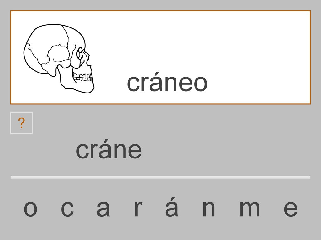 cráneo cráne o c a r á n m e