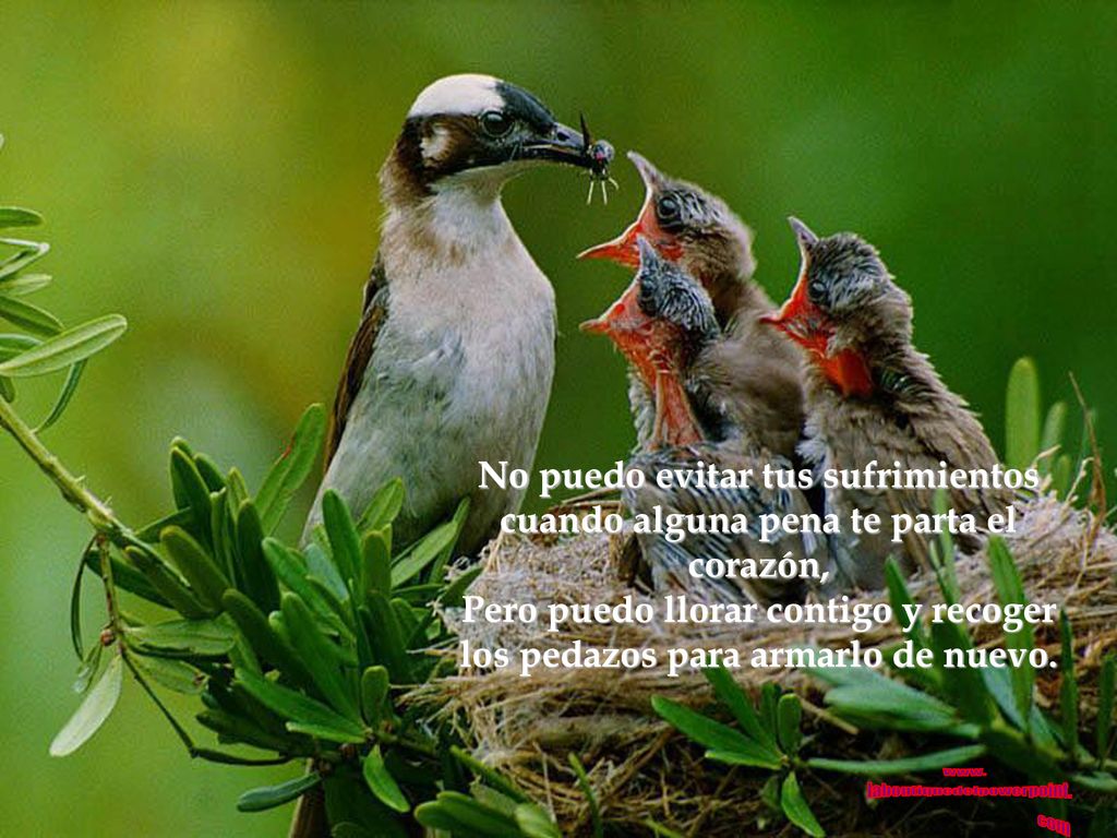 Pero puedo llorar contigo y recoger los pedazos para armarlo de nuevo.