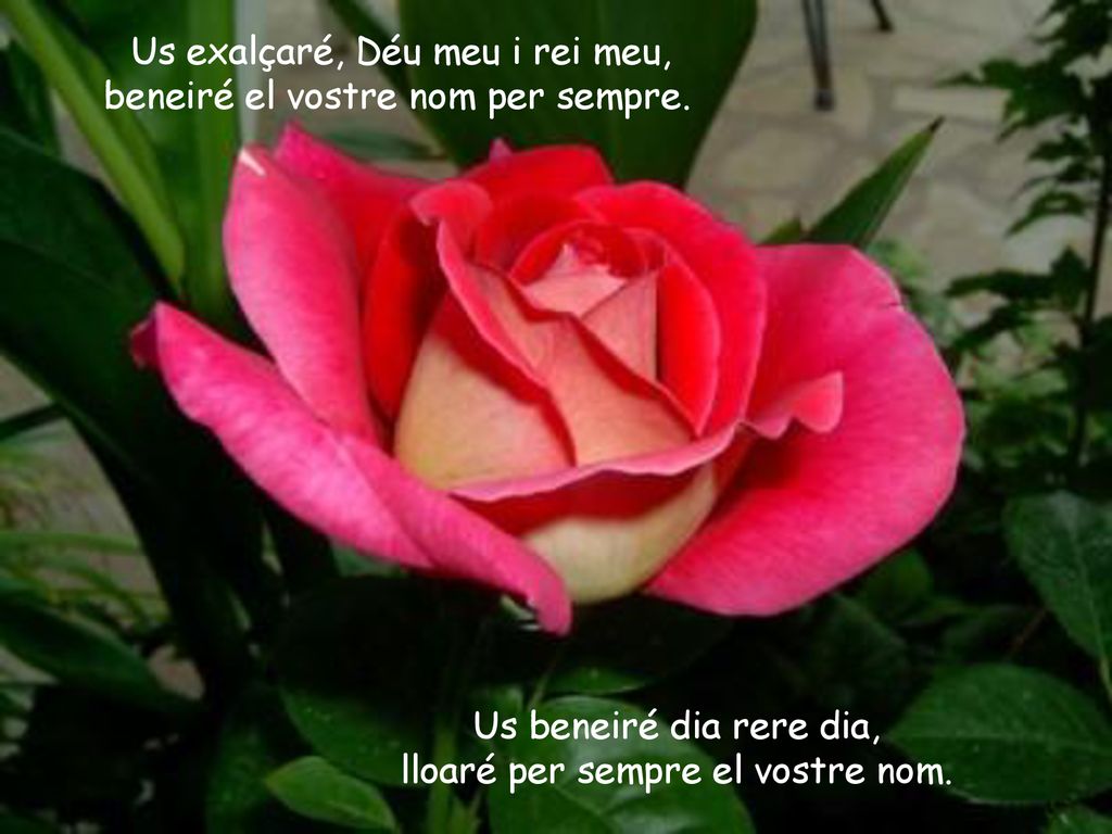 Us exalçaré, Déu meu i rei meu, beneiré el vostre nom per sempre.