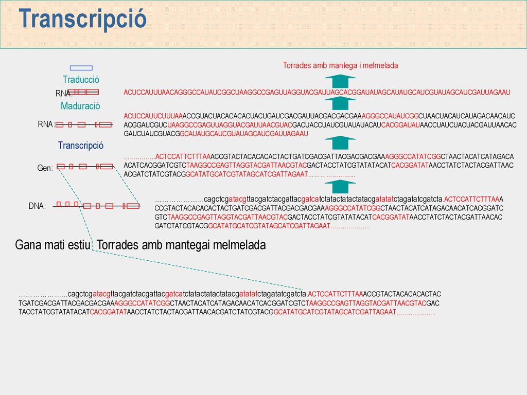 Transcripció Gana mati estiu Torrades amb mantegai melmelada Traducció