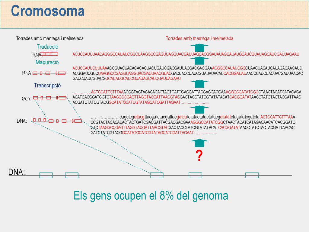 Cromosoma Els gens ocupen el 8% del genoma DNA: Traducció Maduració