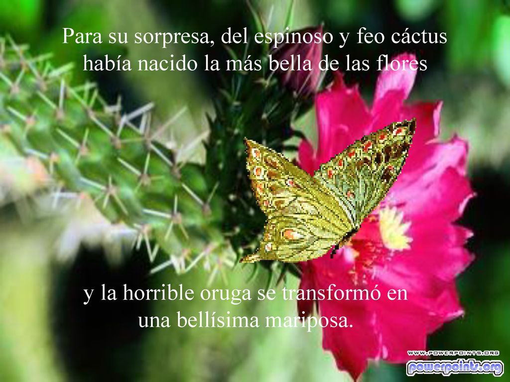 y la horrible oruga se transformó en una bellísima mariposa.