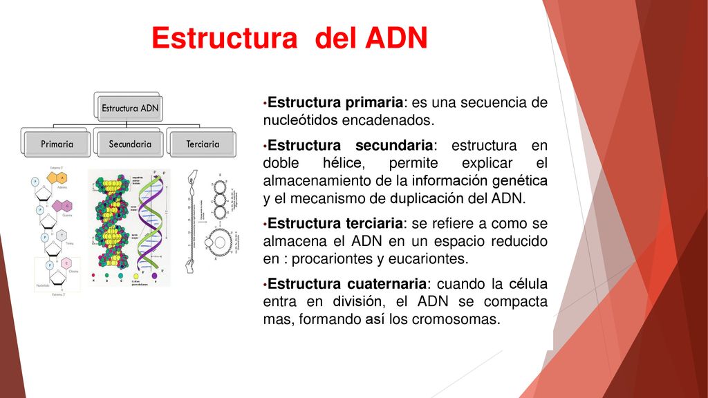 Estructura del ADN Estructura primaria: es una secuencia de nucleótidos encadenados.