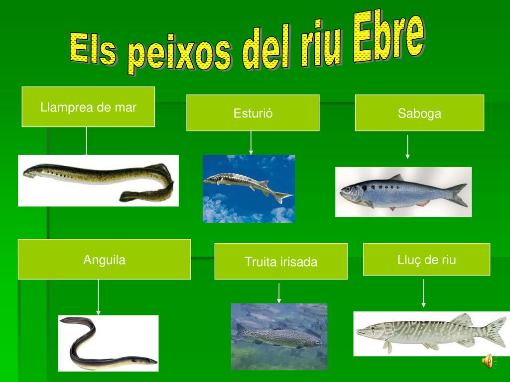 Els peixos del riu Ebre Llamprea de mar Esturió Saboga Anguila