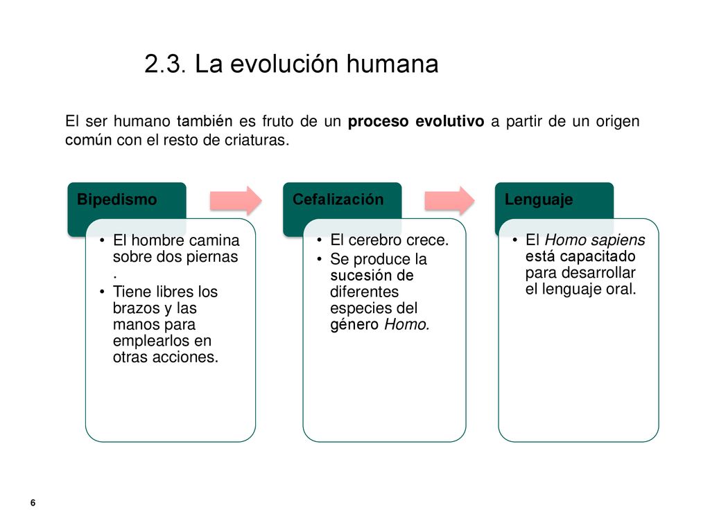 2.3. La evolución humana El ser humano también es fruto de un proceso evolutivo a partir de un origen común con el resto de criaturas.
