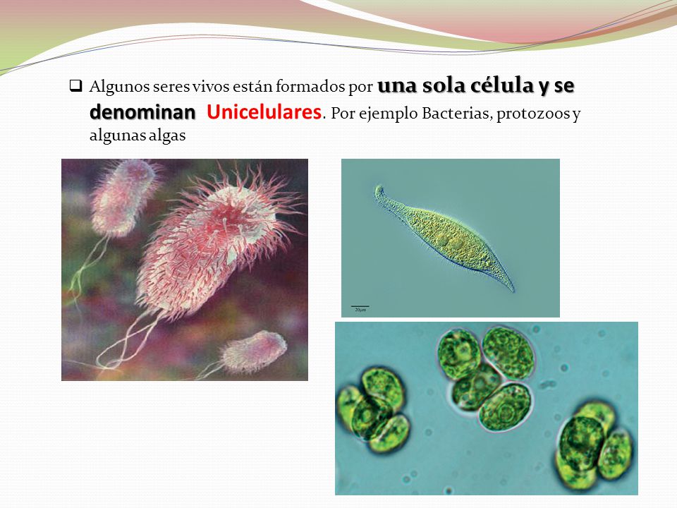 Algunos seres vivos están formados por una sola célula y se denominan Unicelulares.