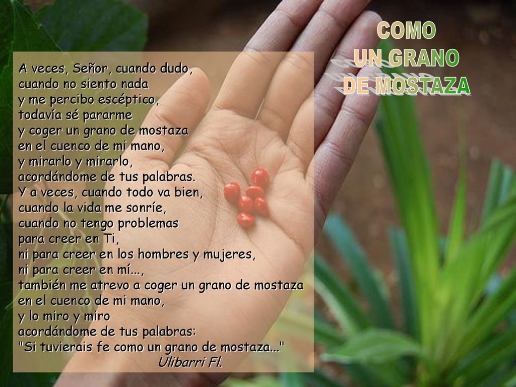 COMO UN GRANO DE MOSTAZA A veces, Señor, cuando dudo,