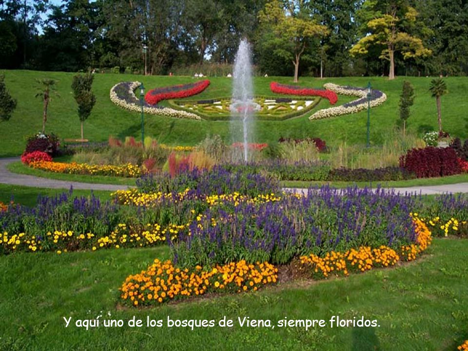 Y aquí uno de los bosques de Viena, siempre floridos.