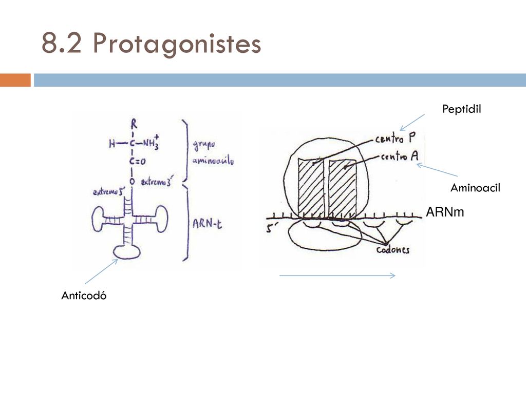 8.2 Protagonistes Peptidil Aminoacil ARNm Anticodó