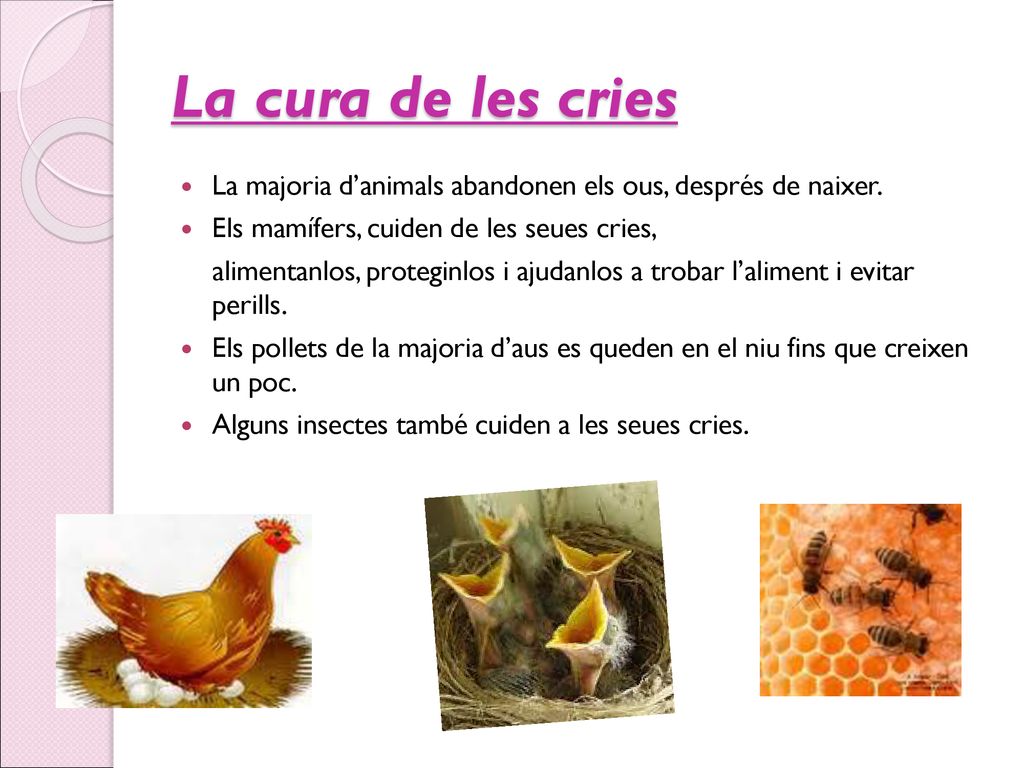 La cura de les cries La majoria d’animals abandonen els ous, després de naixer. Els mamífers, cuiden de les seues cries,