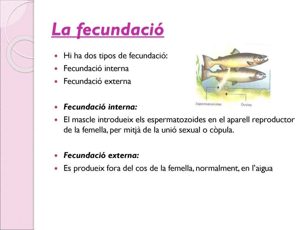La fecundació Hi ha dos tipos de fecundació: Fecundació interna