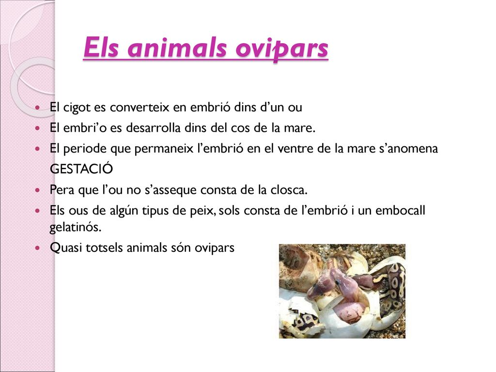 Els animals ovipars El cigot es converteix en embrió dins d’un ou