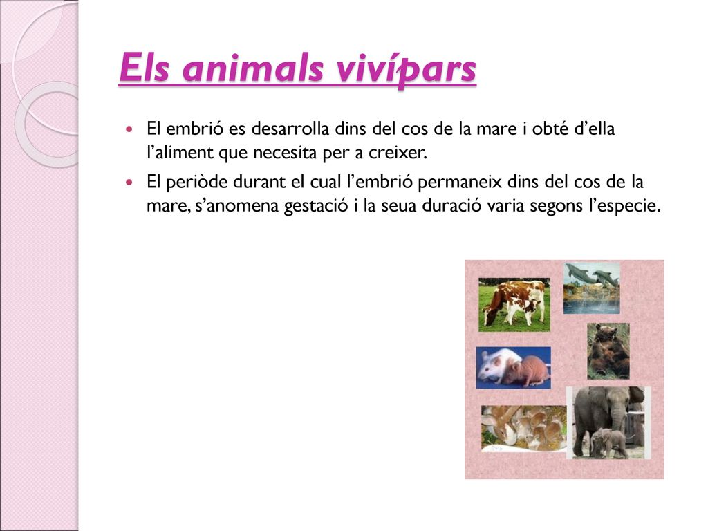 Els animals vivípars El embrió es desarrolla dins del cos de la mare i obté d’ella l’aliment que necesita per a creixer.
