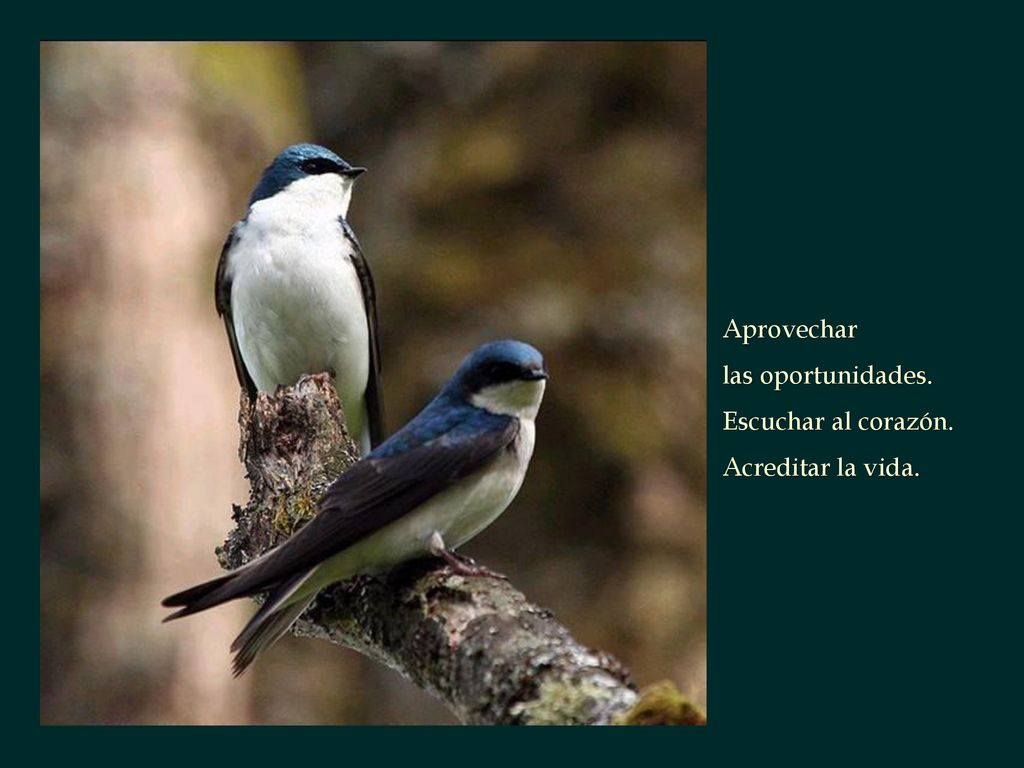 Aprovechar las oportunidades. Escuchar al corazón. Acreditar la vida.
