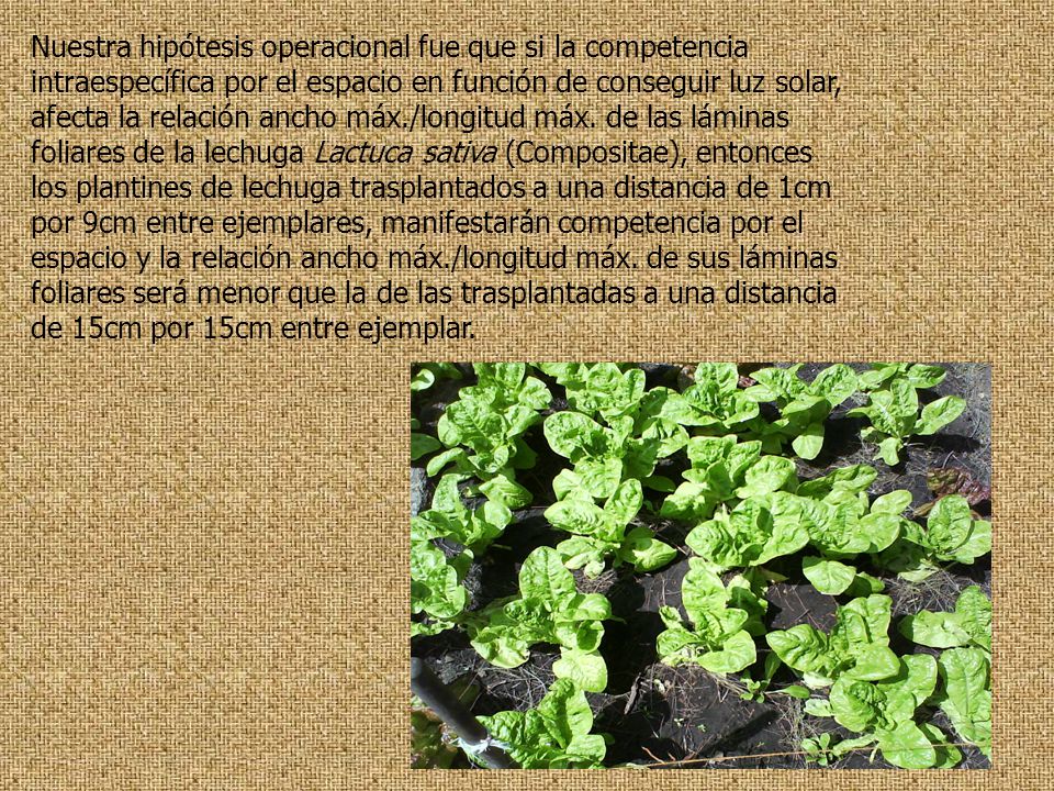 Nuestra hipótesis operacional fue que si la competencia intraespecífica por el espacio en función de conseguir luz solar, afecta la relación ancho máx./longitud máx.