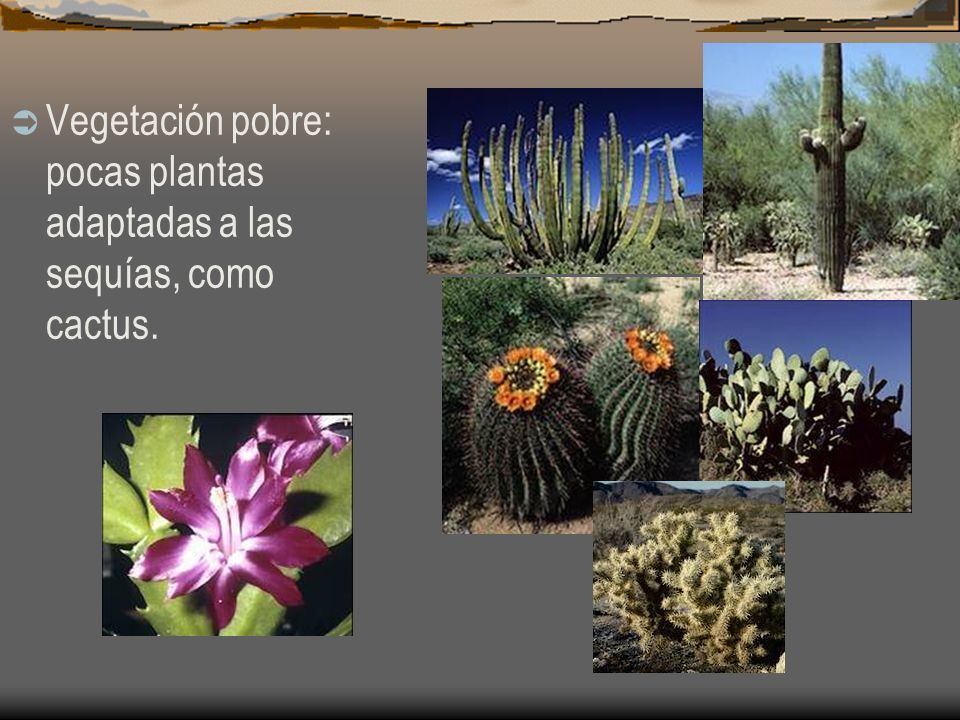 Vegetación pobre: pocas plantas adaptadas a las sequías, como cactus.