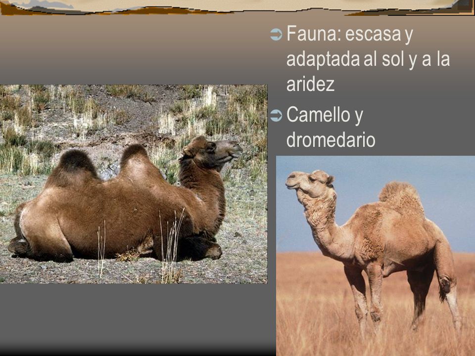 Fauna: escasa y adaptada al sol y a la aridez