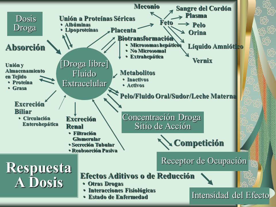 Respuesta A Dosis Dosis Droga Absorción [Droga libre] Fluido