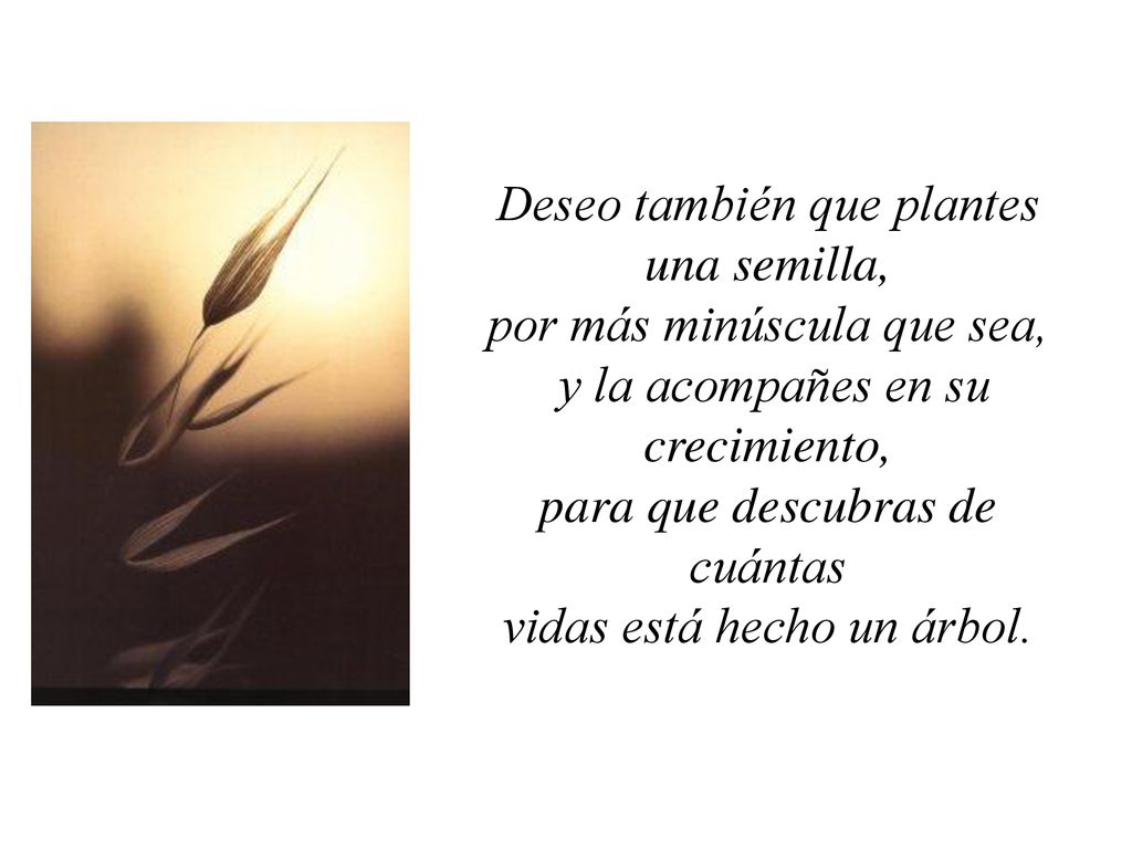 Deseo también que plantes una semilla, por más minúscula que sea, y la acompañes en su crecimiento, para que descubras de cuántas vidas está hecho un árbol.