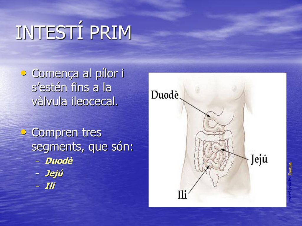 INTESTÍ PRIM Comença al pílor i s’estén fins a la vàlvula ileocecal.