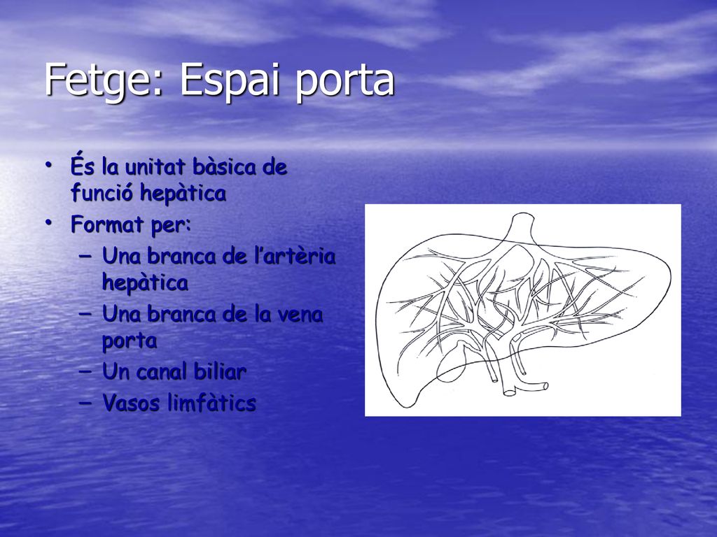 Fetge: Espai porta És la unitat bàsica de funció hepàtica Format per:
