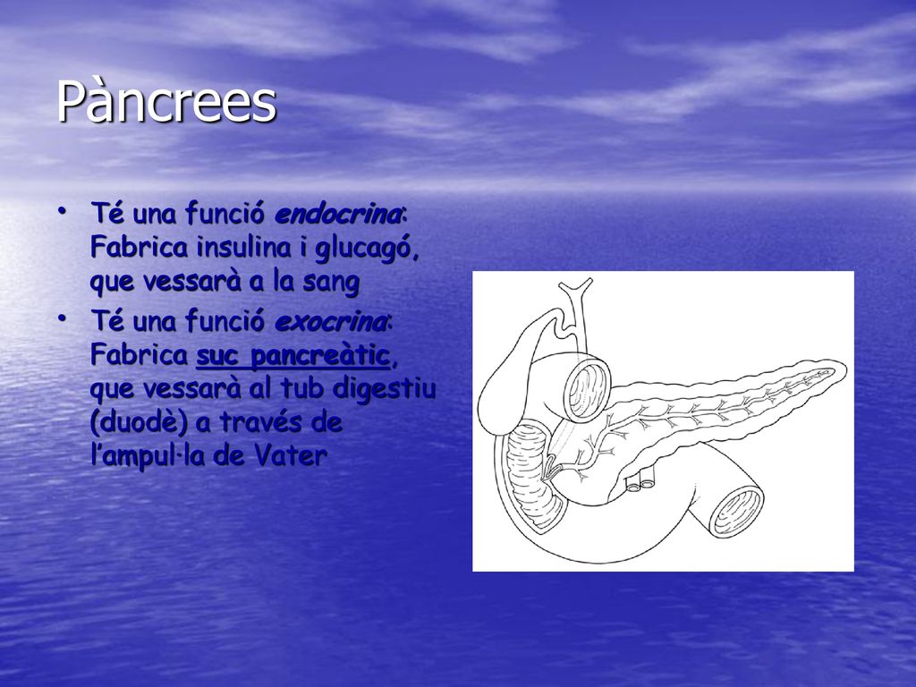 Pàncrees Té una funció endocrina: Fabrica insulina i glucagó, que vessarà a la sang.