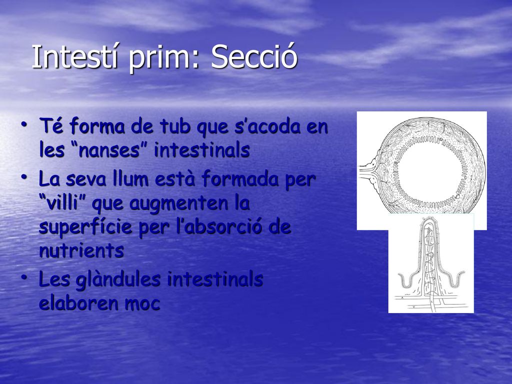Intestí prim: Secció Té forma de tub que s’acoda en les nanses intestinals.