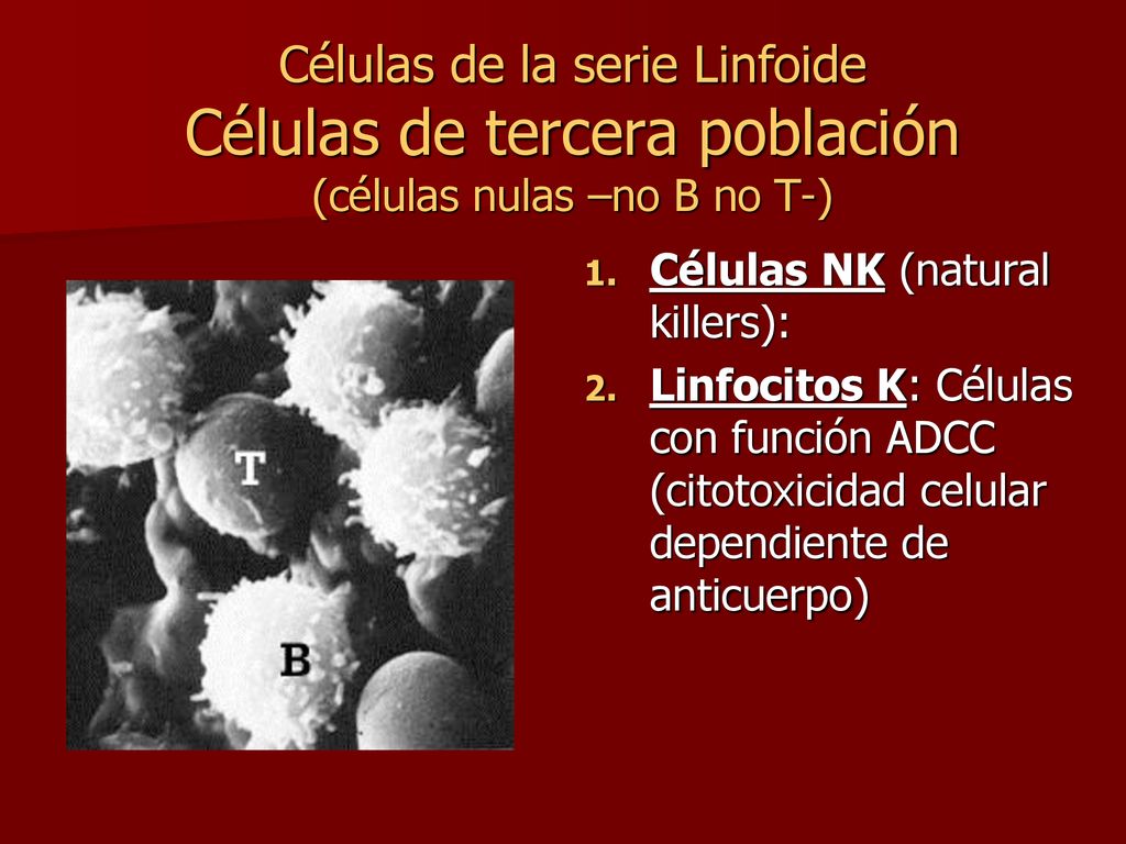 Células de la serie Linfoide Células de tercera población (células nulas –no B no T-)