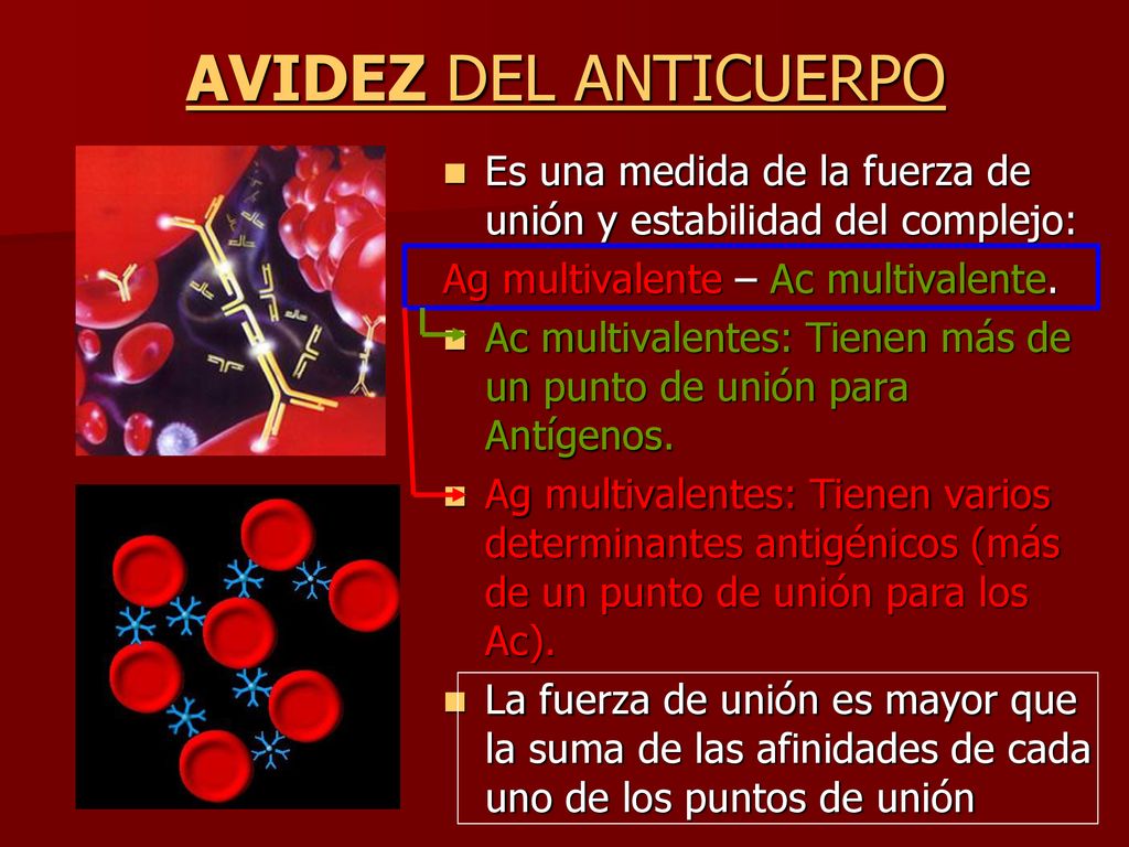 AVIDEZ DEL ANTICUERPO Es una medida de la fuerza de unión y estabilidad del complejo: Ag multivalente – Ac multivalente.